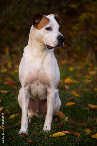 Happy american pitbull terrier dog posing in beautiful colorful autumn nature 