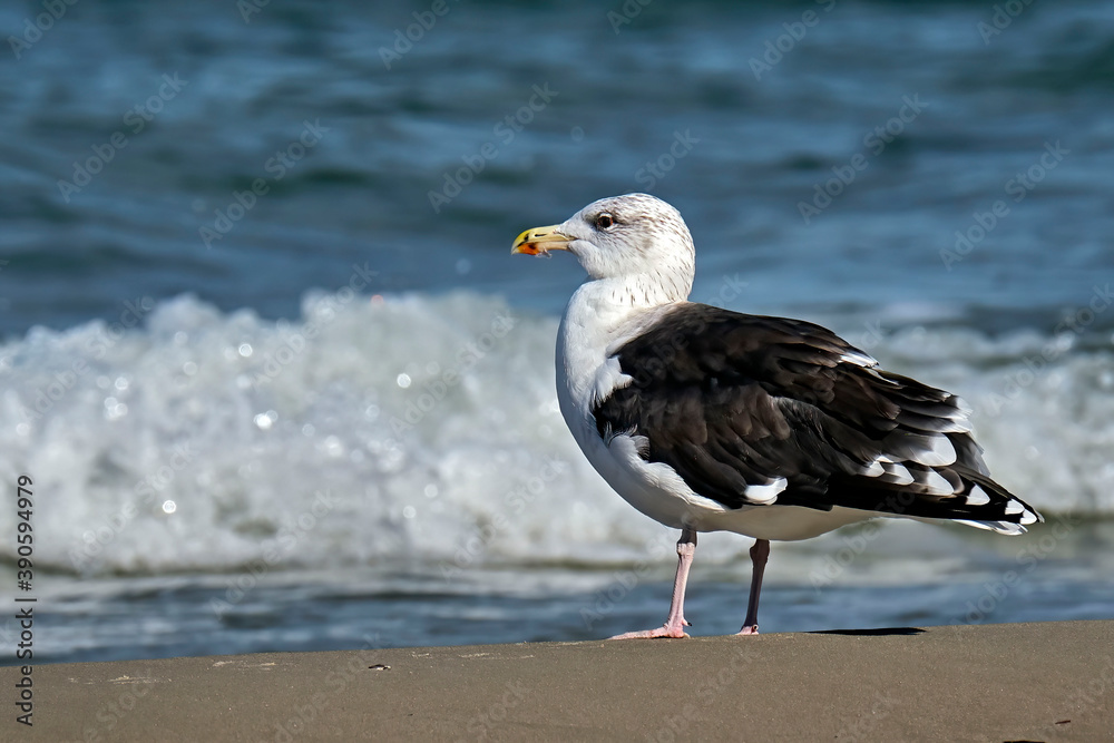 Mantelmöwe ( Larus marinus ). Mantelmöwe ( Larus marinus ).