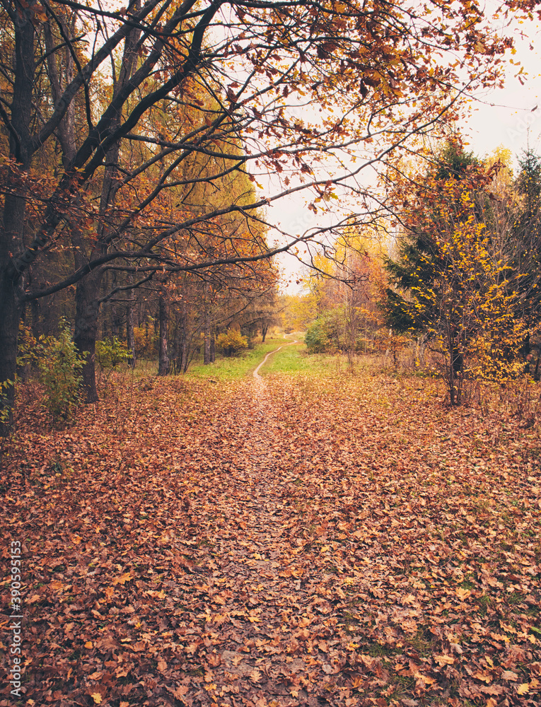 The beautiful avenue in the autumn park with a lot of trees and yellow leaves on the floor The beautiful avenue in the autumn park with a lot of trees and yellow leaves on the floor