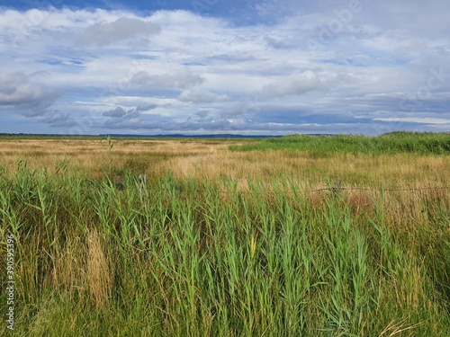 wheat field and blue sky