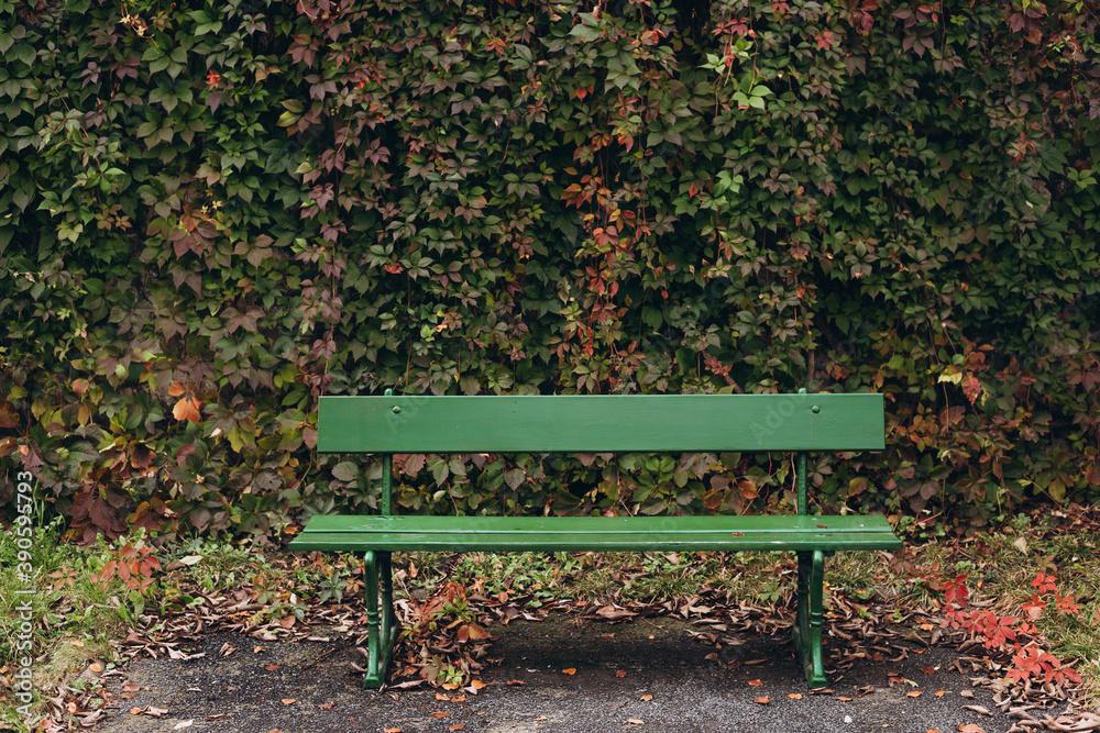 Empty Green park bench with wall and green leaves of the ivy Empty Green park bench with wall and green leaves of the ivy