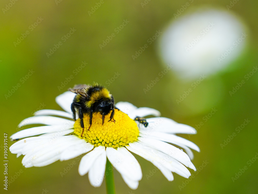 bumble bee sucks flower nectar from daisies bumble bee sucks flower nectar from daisies