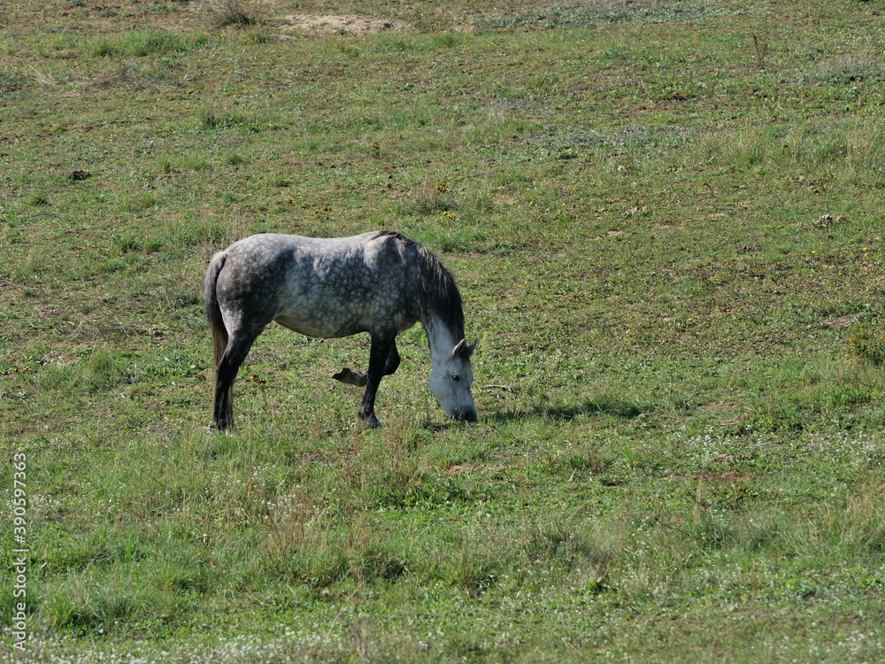   beauty horses on pasture
