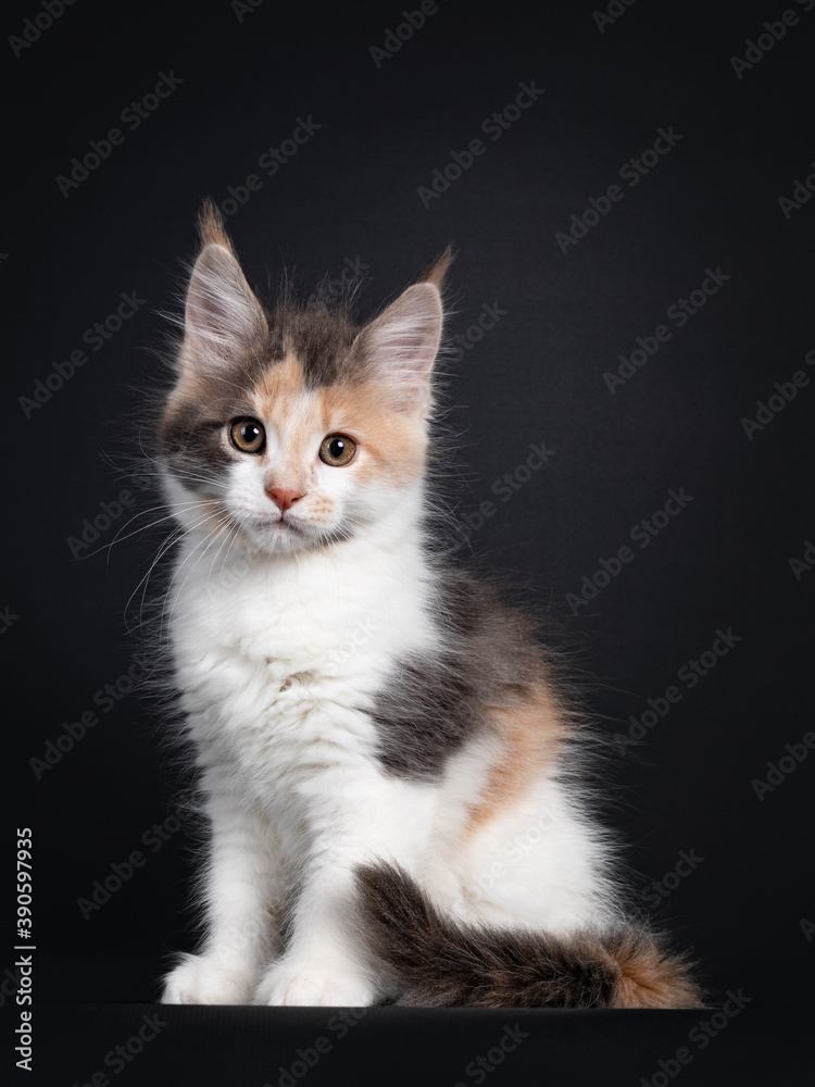 Fototapeta premium Cute little tortie Maine Coon cat kitten, sitting side ways. Looking towards camera. Isolated on a black background.