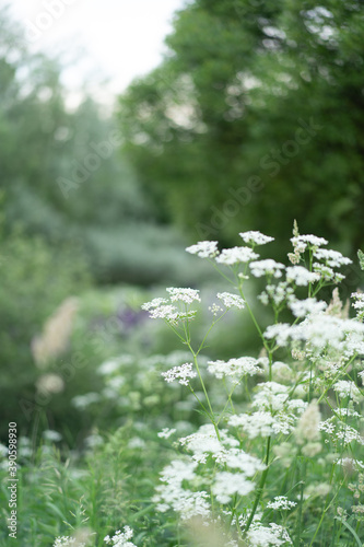  white flowers on a green background