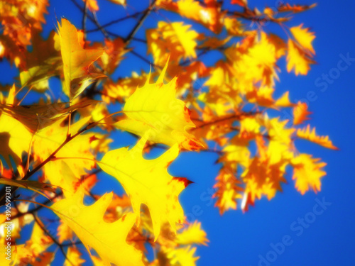 Intensive yellow leaves on tree.