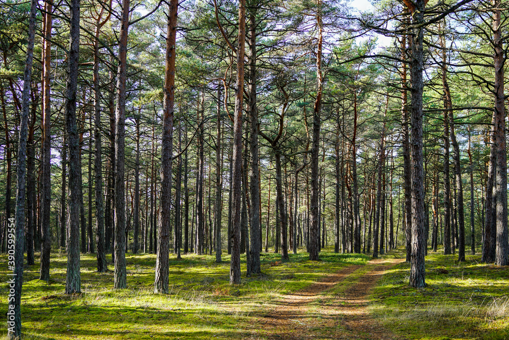 Fototapeta premium view of a beautiful sunny pine forest in summer