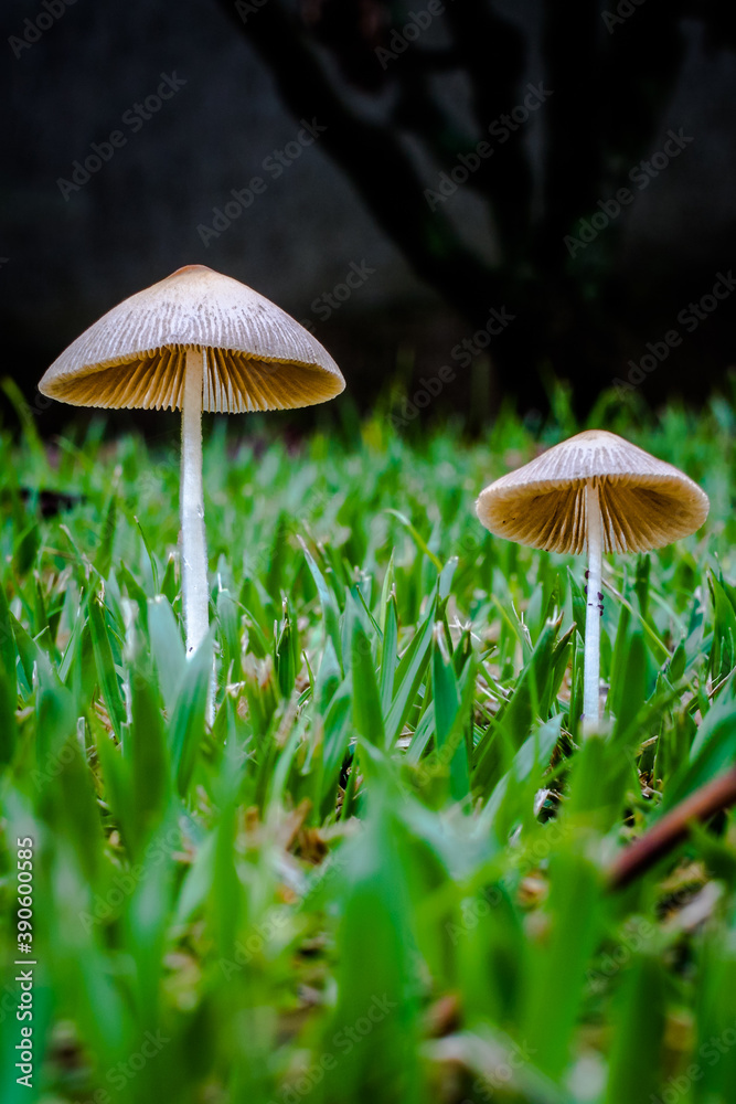 Fototapeta premium mushroom in the forest