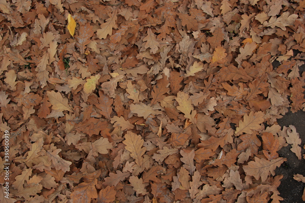 Dry oak leaves on the ground . autumn background Dry oak leaves on the ground . autumn background