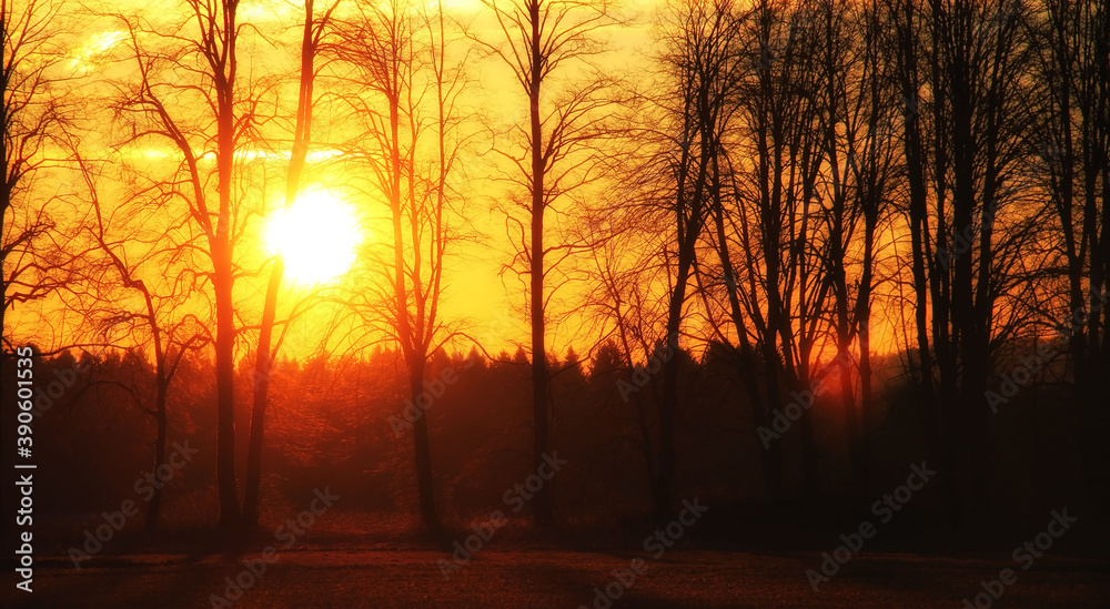 Misty forests in the morning. Misty forests in the morning.