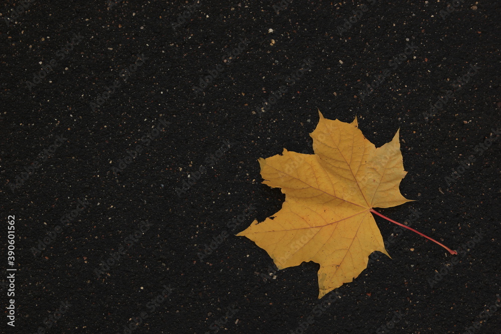 yellow maple leaf in autumn on wet black asphalt . concept of autumn yellow maple leaf in autumn on wet black asphalt . concept of autumn
