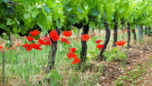 Mohn zwischen Rebstöcken