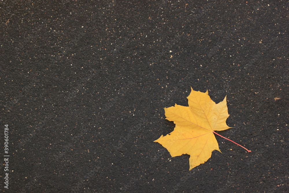 yellow maple leaf in autumn on wet black asphalt . concept of autumn yellow maple leaf in autumn on wet black asphalt . concept of autumn