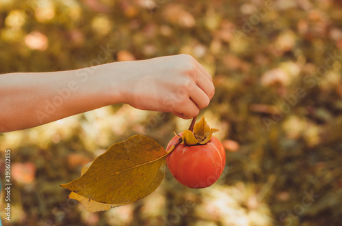 Hand holding kaki persimmon fruit for giving. Ripe persimmon in the autumn garden. Thanksgiving day concept