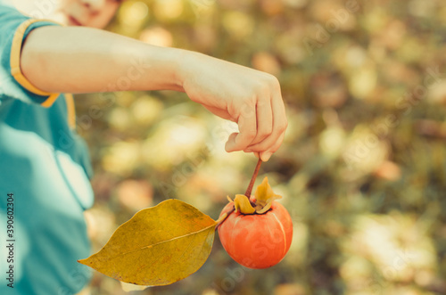 Hand holding kaki persimmon fruit for giving. Ripe persimmon in the autumn garden. Thanksgiving day concept