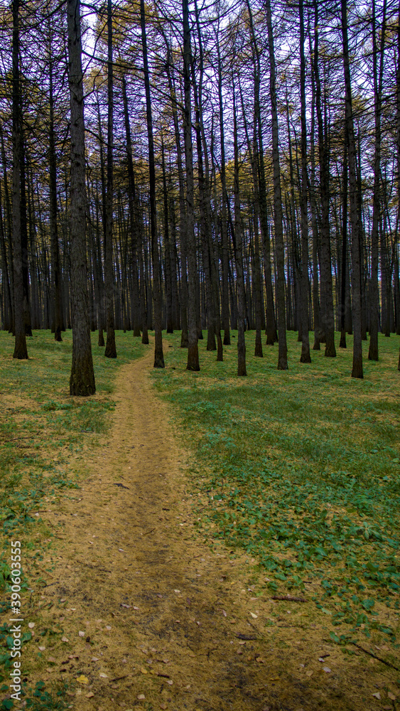 Obraz premium path in the woods