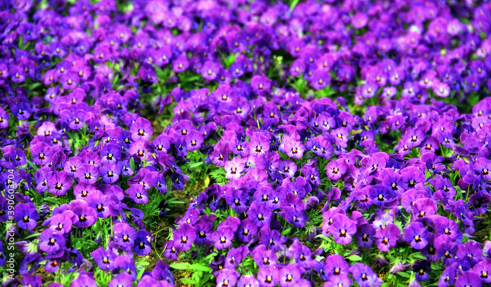 Fototapeta premium Vivid spring flowers in the nature.