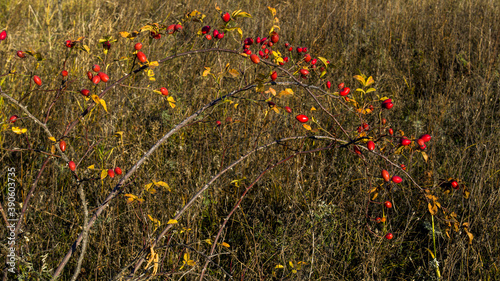 field of poppies