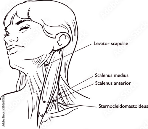 Vector illustration of Neck muscles anatomy
