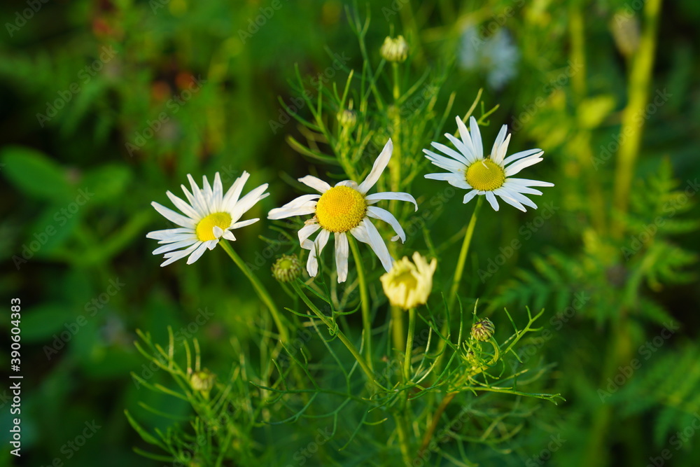Nahaufnahme der Wiese mit grünem Gras und weißen kleinen Kamille Blumen Nahaufnahme der Wiese mit grünem Gras und weißen kleinen Kamille Blumen