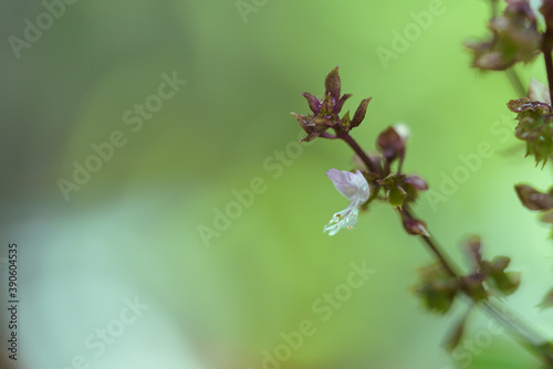 Macro photo of the pollen of Thai basil flower © Puripatch