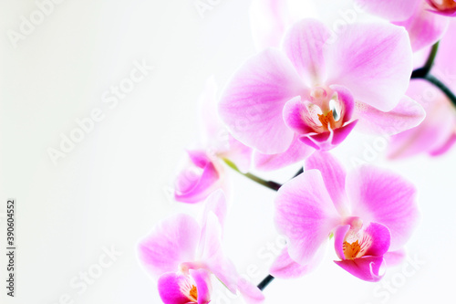 Fototapeta Naklejka Na Ścianę i Meble -  Tropical orchid flower petals.