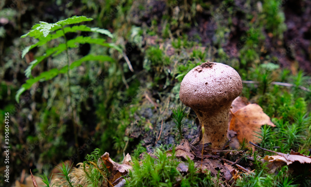 Mushroom Warted puffball Mushroom Warted puffball