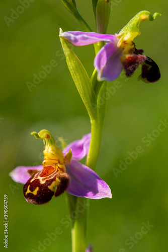 Bienenragwurz, Ophrys apifera photo