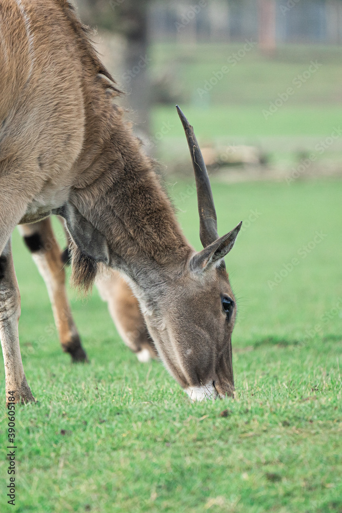 Antelope With Head Down eating Grass Close Up Antelope With Head Down eating Grass Close Up
