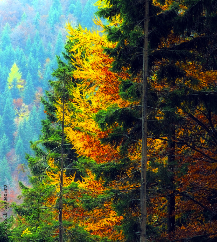 Beautiful autumn forest with bold autumn colors.