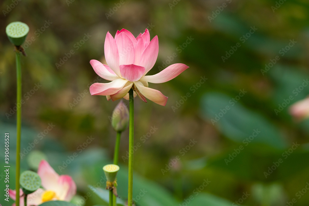 pink lotus flower