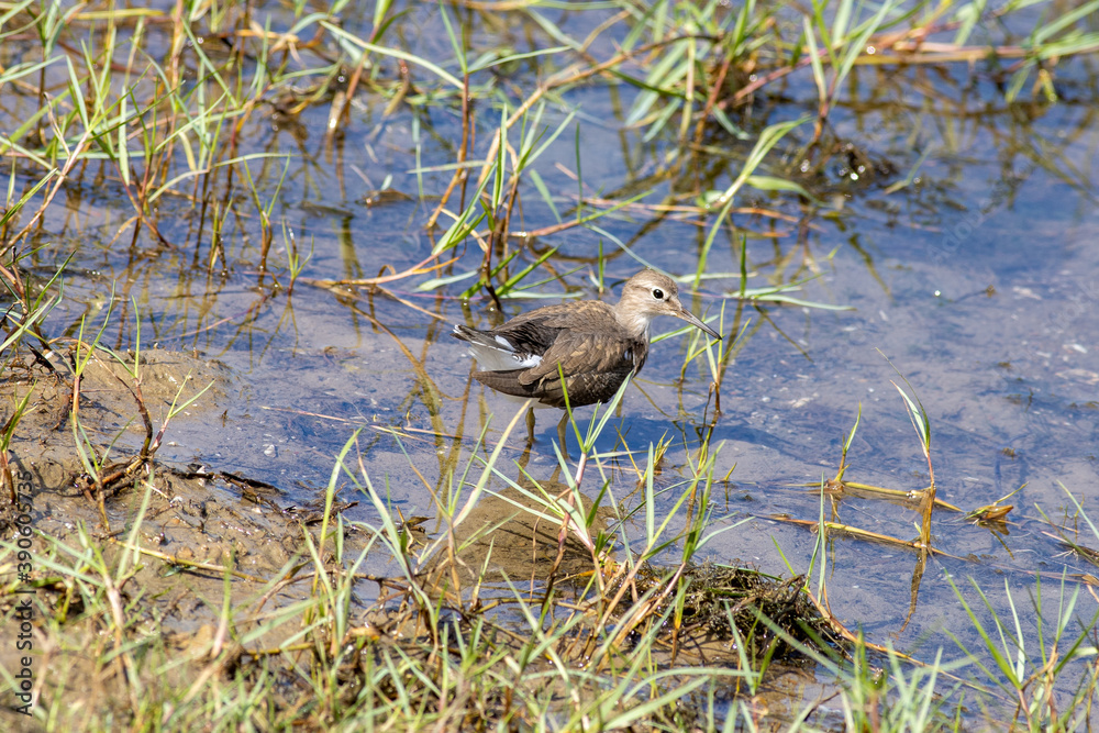 Common Sandpiper foraging for food Common Sandpiper foraging for food