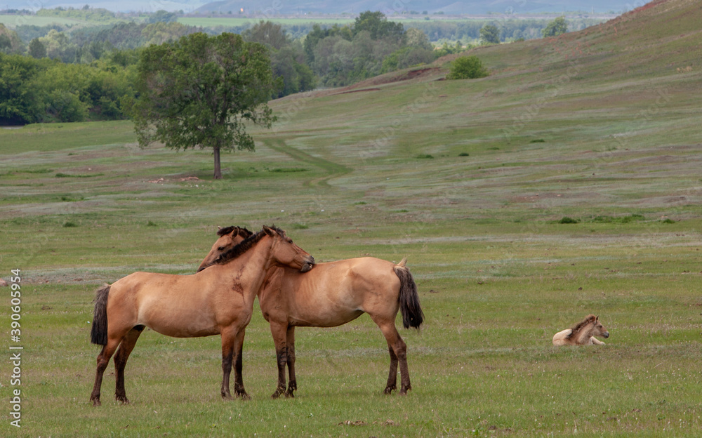The expanses of Bashkiria. Horses grazing on the plain. The relationship of horses. The expanses of Bashkiria. Horses grazing on the plain. The relationship of horses.