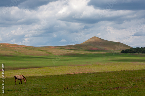 Hills of Bashkiria. Horses grazing on the plain.