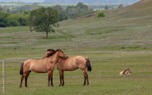 The expanses of Bashkiria. Horses grazing on the plain. The relationship of horses.