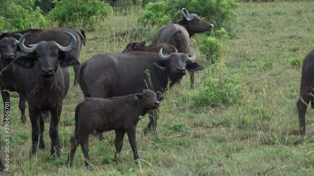 Group of African buffalo (Syncerus caffer) in their natural environment of Queen Elizabeth National Park, Uganda Group of African buffalo (Syncerus caffer) in their natural environment of Queen Elizabeth National Park, Uganda