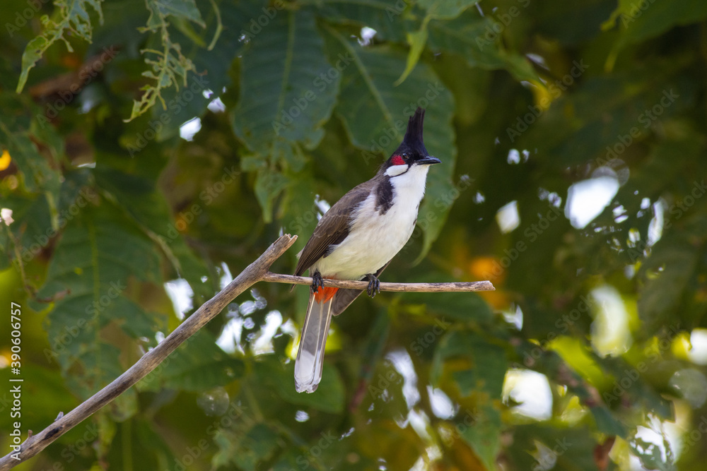 Fototapeta premium Red Whiskered Bulbul Lazing after food
