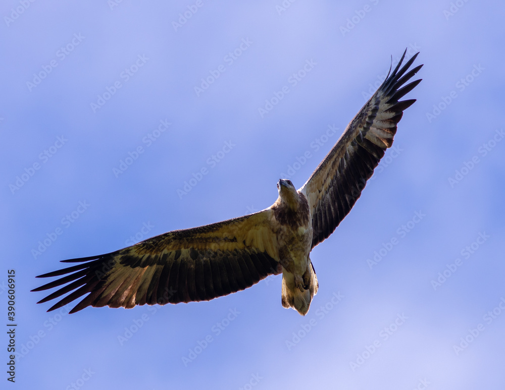 White Bellied Sea Eagle Hunting for Food White Bellied Sea Eagle Hunting for Food