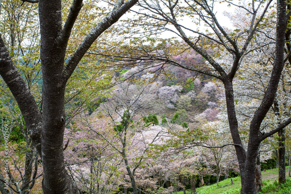 吉野の桜 吉野の桜