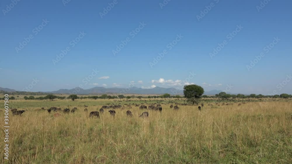 Big African buffalo (Syncerus caffer) herd in the landscape of Kidepo Valley National Park, Uganda Big African buffalo (Syncerus caffer) herd in the landscape of Kidepo Valley National Park, Uganda