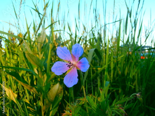 blue flowers in the grass
