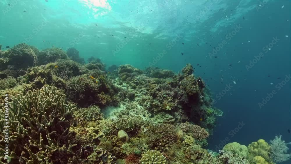 Colourful tropical coral reef. Scene reef. Marine life sea world. Philippines. Colourful tropical coral reef. Scene reef. Marine life sea world. Philippines.