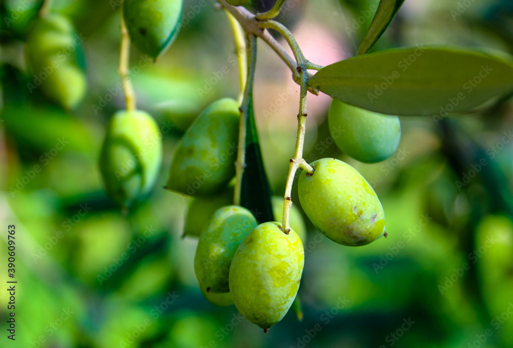Mediteranean green and black olive trees farm. Olive branch with ripe fresh olives ready for harvest to eat and press for oil Mediteranean green and black olive trees farm. Olive branch with ripe fresh olives ready for harvest to eat and press for oil