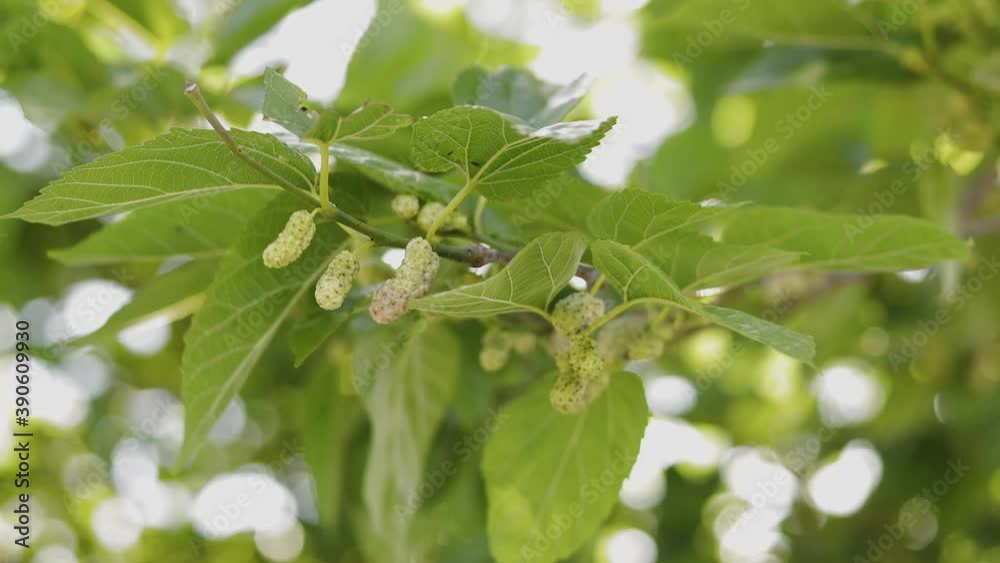 Ripe red mulberry on branch. Close-up video of macro leaf mulberry Ripe red mulberry on branch. Close-up video of macro leaf mulberry