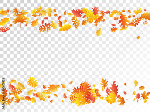 Oak, maple, wild ash rowan leaves vector, autumn foliage on transparent background.