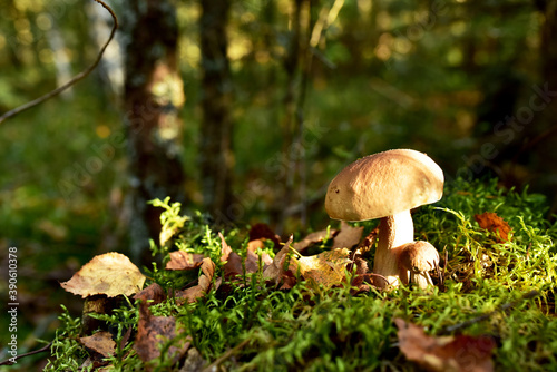 Group of the white mushroom in wildlife on of sunbeams background. Boletus grows in forest against the background of green vegetation. Porcini bolete mushrooms. Season for picked gourmet mushrooming