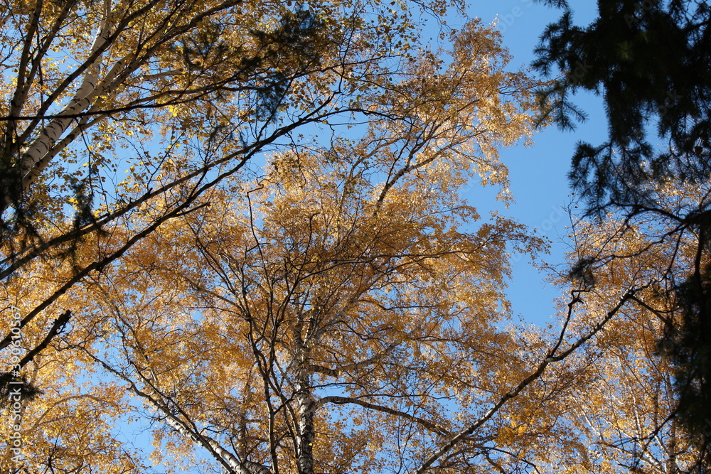 Autumn tree tops on sky background. Tree tops in autumn. Autumn forest Autumn tree tops on sky background. Tree tops in autumn. Autumn forest