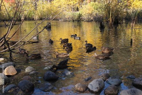 Lake and ducks in autumn