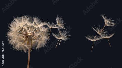 Dandelion seeds flying next to a flower on a dark blue background