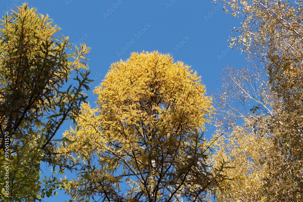 Autumn tree tops on sky background. Tree tops in autumn. Autumn forest Autumn tree tops on sky background. Tree tops in autumn. Autumn forest